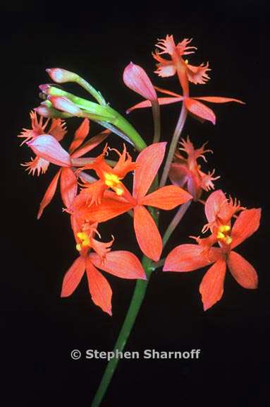 epidendron ibaguense graphic